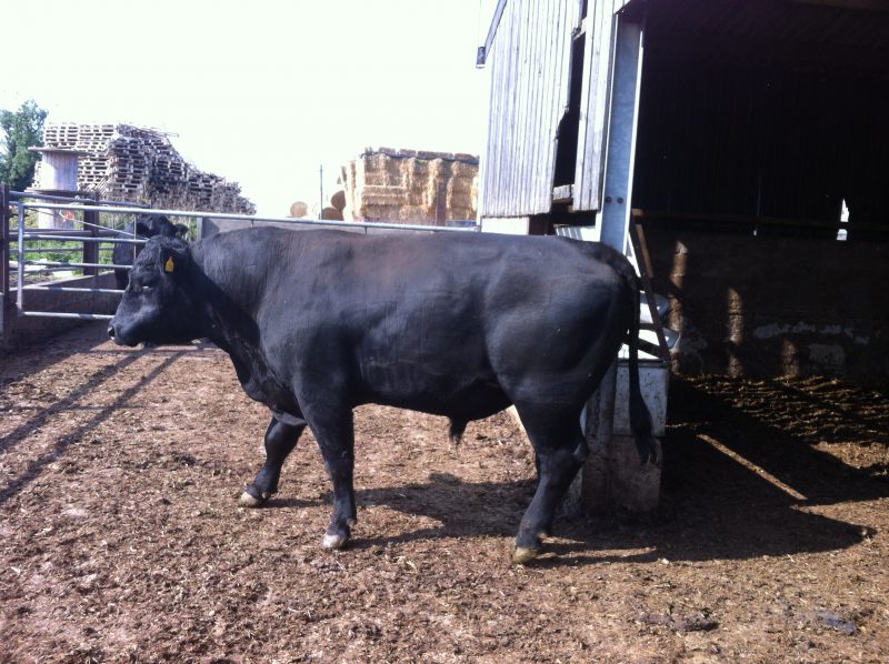 Great Ashley Farm