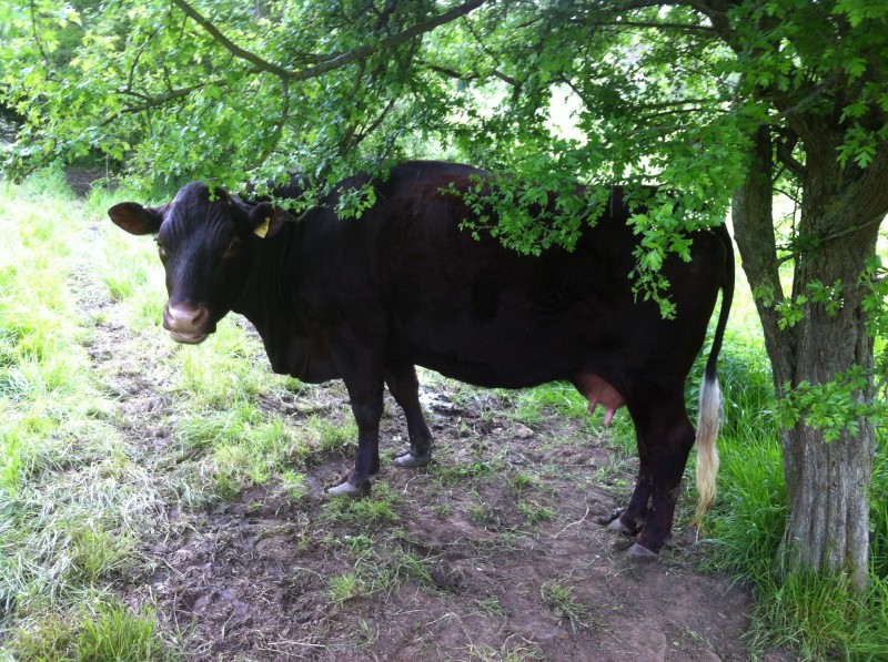 Great Ashley Farm