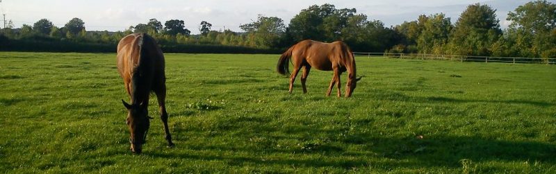 Great Ashley Farm