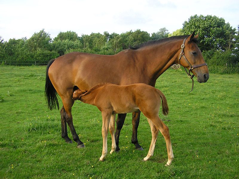 Great Ashley Farm