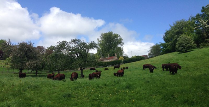 Great Ashley Farm