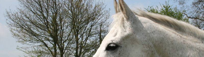 Great Ashley Farm