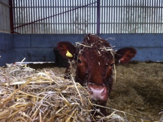 Great Ashley Farm