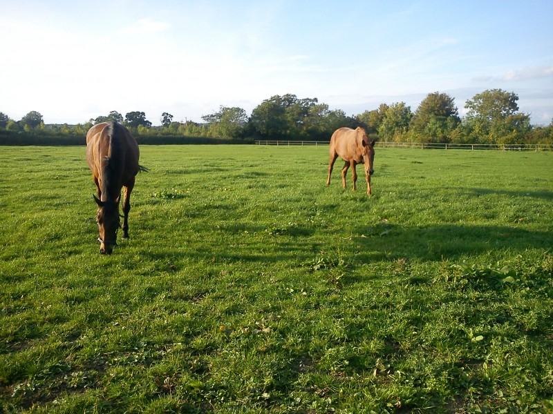 Great Ashley Farm