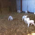 Very happy lambs!