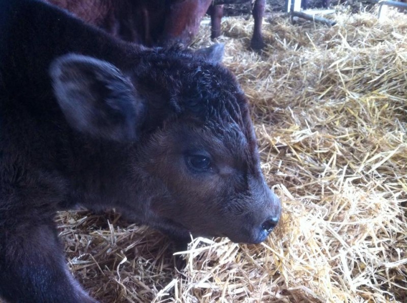 first calf of the season