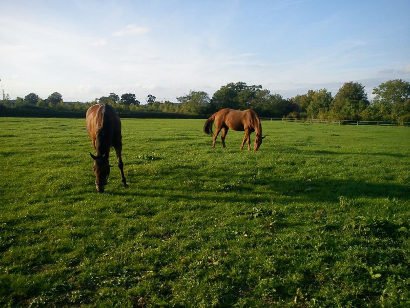 Great Ashley Farm