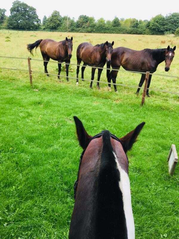Great Ashley Farm